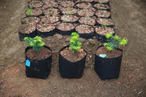 浙大实验室——庆元百山祖，“植物界大熊猫”重回自然